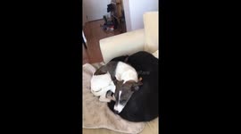 Two dogs snuggle up close to each other in totally adorable friendship