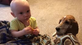 Basset hound steals baby’s chicken nuggets