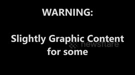 Giant Tortoises Mating with Each Other!