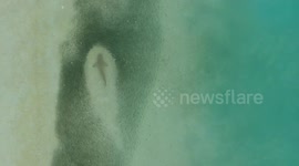 Drone captures shark in a feeding frenzy off Maldives coast