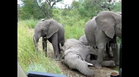 Tourist captures rare moment herd of elephants frolick with each other