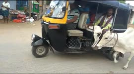 Mother cow runs behind vehicle carrying newborn calf