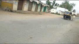 Newsflare Edit - Mother cow runs behind vehicle carrying newborn calf
