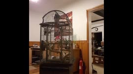 Meet the parrot who loves thrash metal