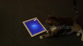 Cat tries to catch fish on tablet