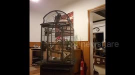 Meet the parrot who loves thrash metal