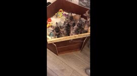 Picking from the litter