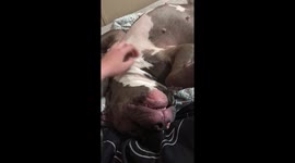 Diamond the pit bull