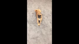 Dog does army crawl