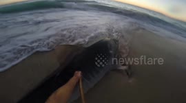 12 foot shark caught by fisherman in Perth, Australia
