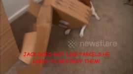 Jack Russell Destroys WrestleCrate