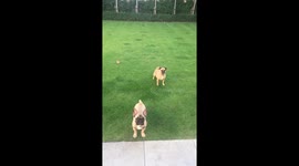 French bulldog puppy doesn’t quite understand the concept of fetch