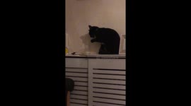 Cat dipping paw in milk to drink it