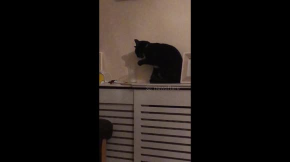 Cat dipping paw in milk to drink it