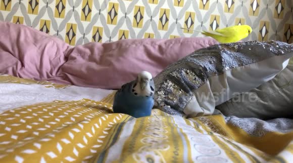 Over weightbudgie Bluebelle waddling along