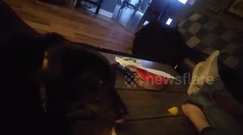 Dogs vs Lemon