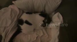 Cat Fight!