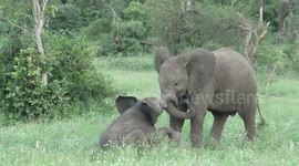 Watch a stubborn baby elephant wrestle with his big brother