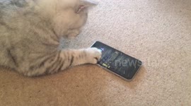 Cat catching iPhone mouse