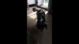Dog brings lots of gravel in from outside