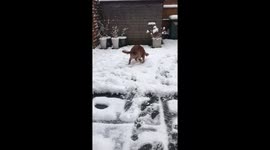 Snow day for a crazy puppy