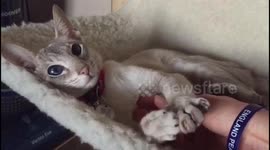Dolly loving her hammock, responds with air kneading