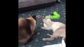 Cat Fight