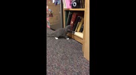 Cat Playing With Ribbon