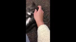 Happy Cat Purring and Playing