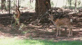Cute fawns and a buck with big antlers