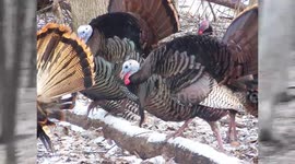 Hilarious Wild Turkey Calling The Right and Cheap Way