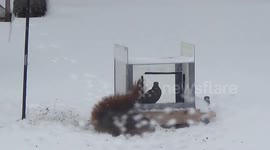 BAD Squirrel! Scaring the Mourning Doves like that!