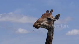 Giraffe battles to get twig out of its mouth
