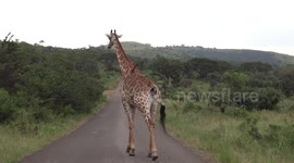 Giraffe has ticks removed from its bum