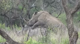Rhino mating in the wild