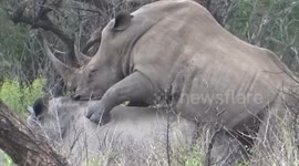 Rare footage of endangered rhinos mating in the wild