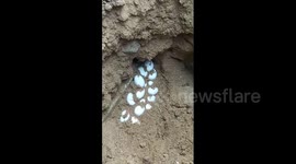 Construction workers rescue 32 snakelets in India