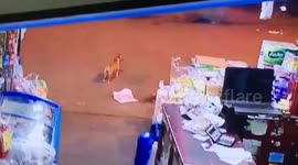 The dog stood by the road and was hit by a truck