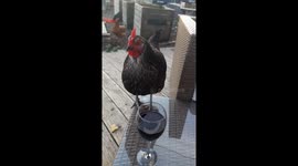 Meet Schnitzel, the wine-guzzling hen from West Sussex