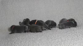 Newborn French Bulldog puppies explore a sofa