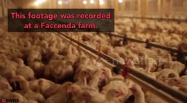 Animal group slams farm supplying Nando’s, Lidl and Asda after filming footage of chickens living next to corpses in cramped and squalid conditions