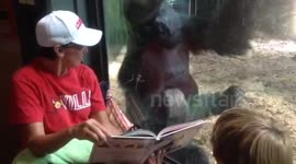 Gorilla enjoys reading a children's book at the zoo