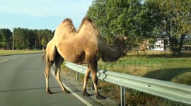 Camel on the loose in Norway