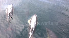 Amazing Common Dolphins near Falmouth, Cornwall