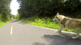 'Blading with the Husky