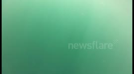 Dolphins in Falmouth, Cornwall