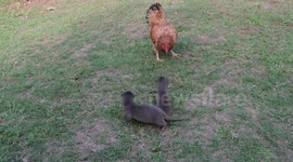 Really Fun! Must watch! Otter pups Discovery Fun!! Sliding and being silly!