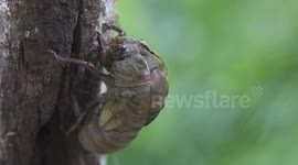 Timelapse of a cicada emerging
