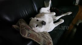 Dog has adorably happy reaction to getting caught napping on sofa