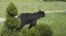 Mama bear in the front yard this time